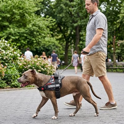 Harnais chien 