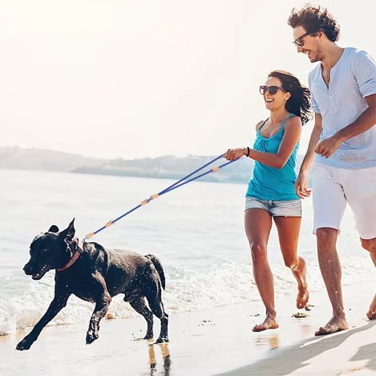Laisse double pour chien