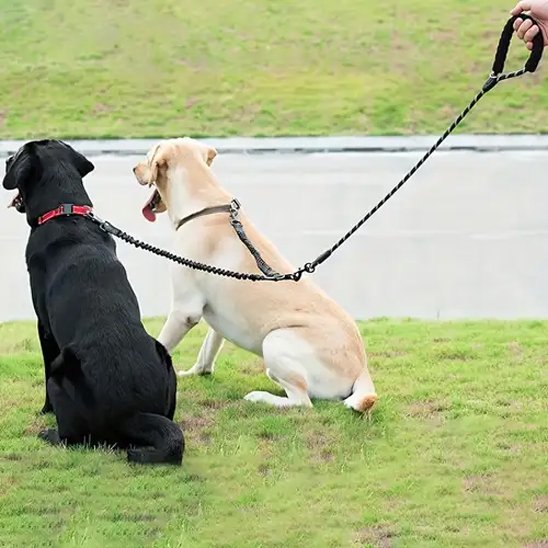 Laisse double pour chien